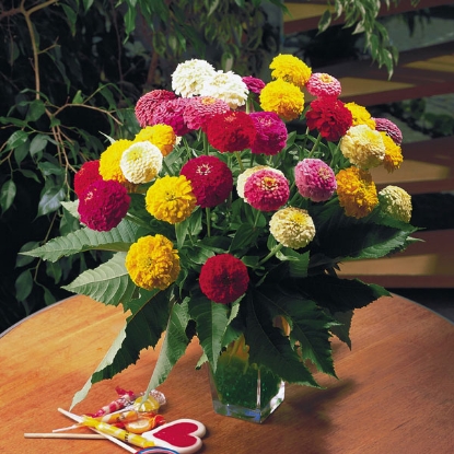 Picture of Zinnia Elegans - Oklahoma